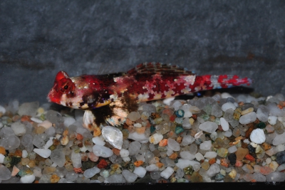 Synchiropus stellatus Callionymidae