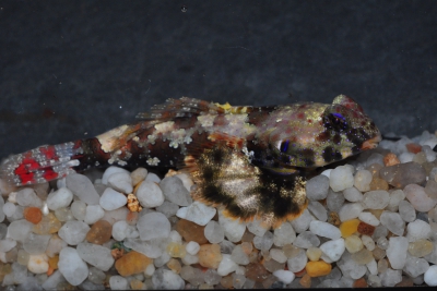 Synchiropus ocellatus Callionymidae