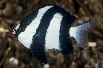 Dascyllus abudafur Pomacentridae