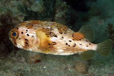 pesce istrice comune Diodontidae