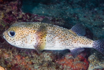 pesce istrice puntinato Diodontidae