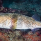 picture of Diodon hystrix