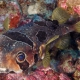 picture of Diodon liturosus