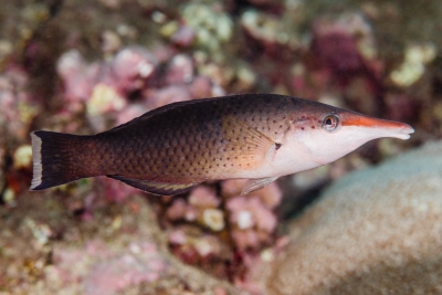 Gomphosus caeruleus Labridae