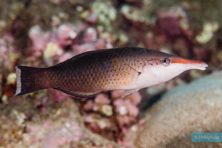 Gomphosus caeruleus