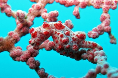 Hippocampus bargibanti Syngnathidae