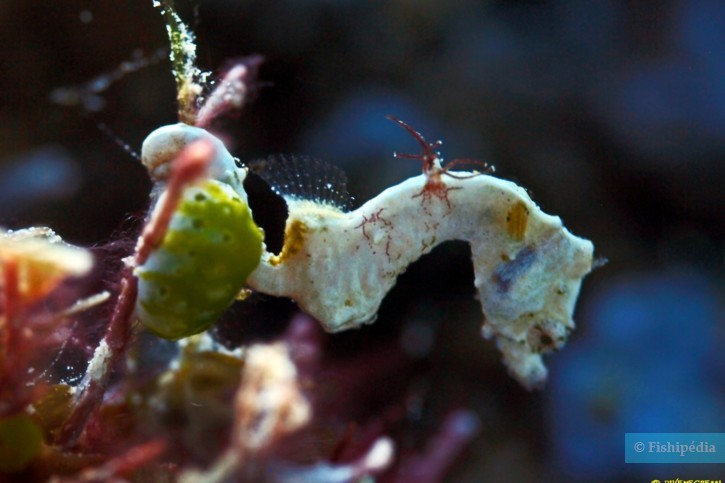 Hippocampus colemani