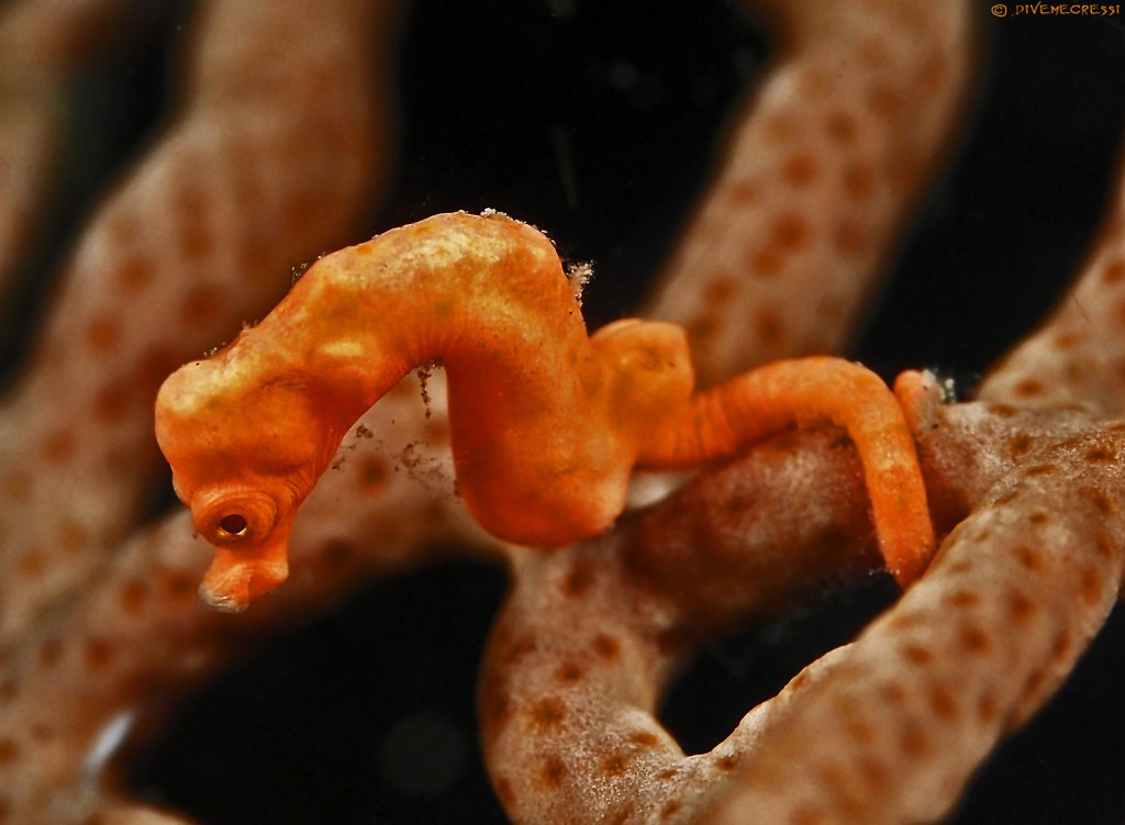 Hippocampus denise