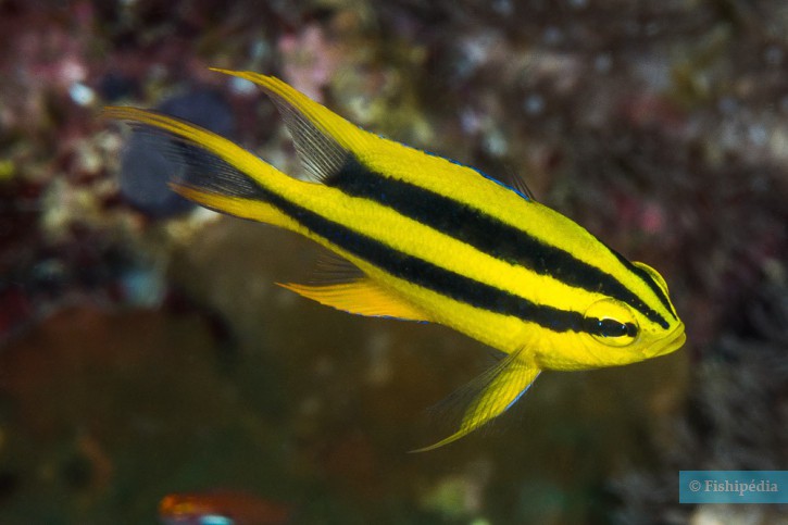 Neoglyphidodon nigroris