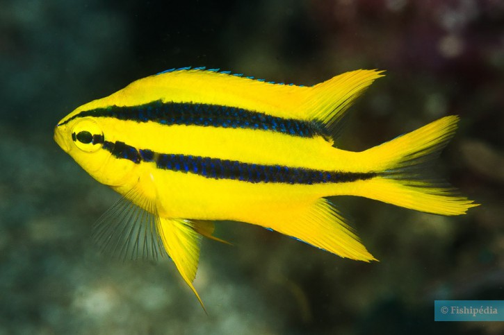 Neoglyphidodon nigroris