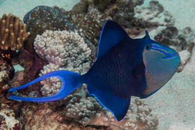 Odonus niger Balistidae