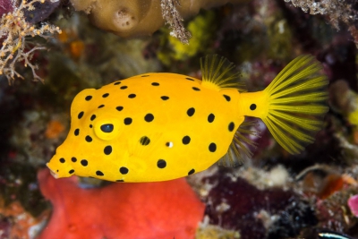pesce scatola giallo Ostraciidae