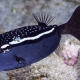 picture of Ostracion trachys