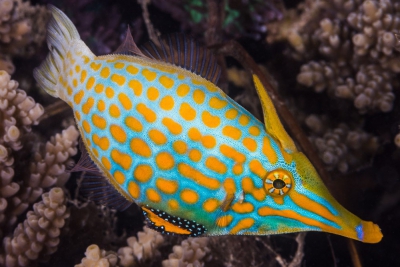poisson-lime à tâches oranges Monacanthidae