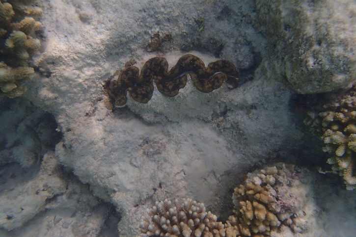 Tridacna maxima