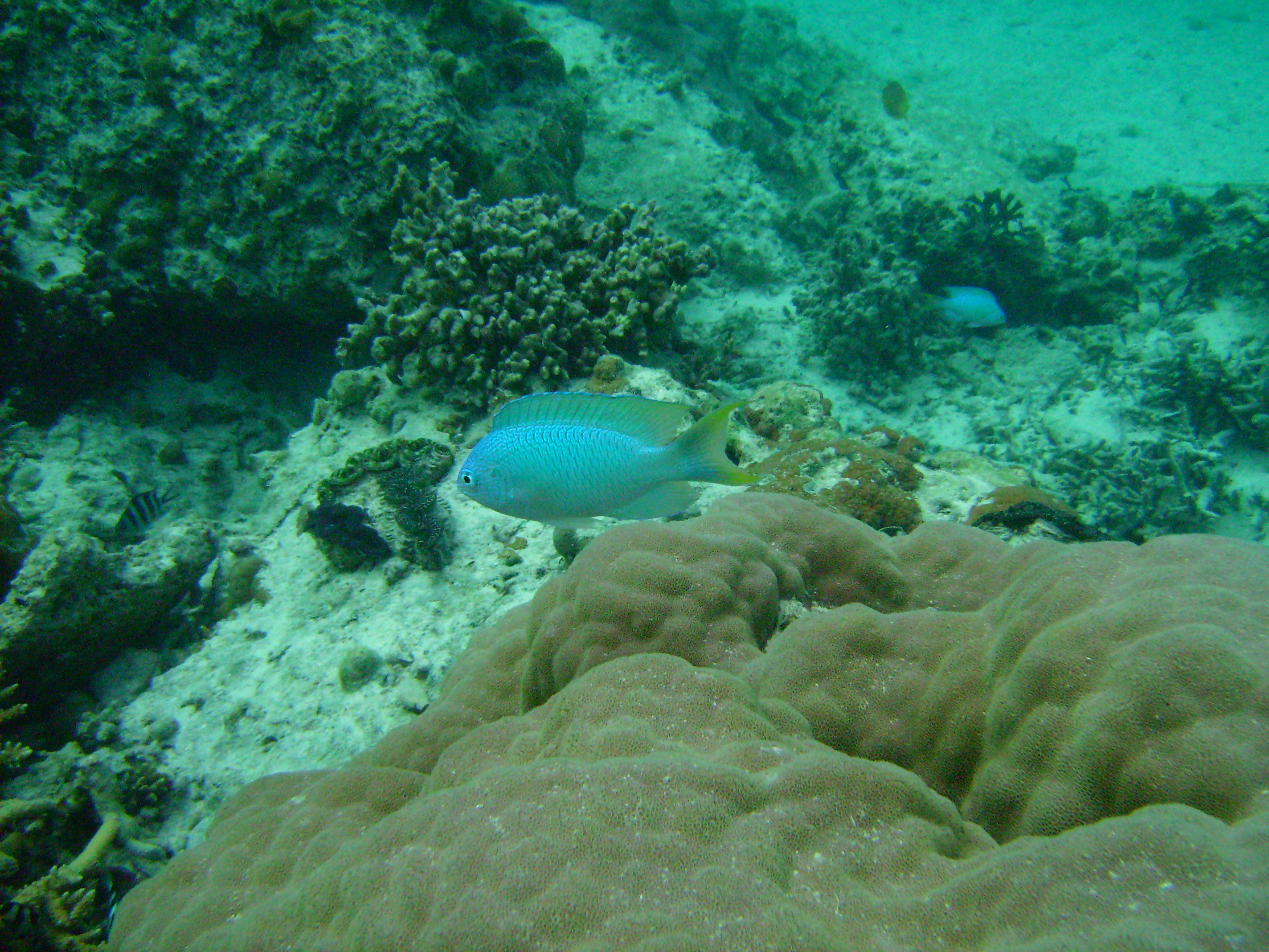 Neopomacentrus nemurus