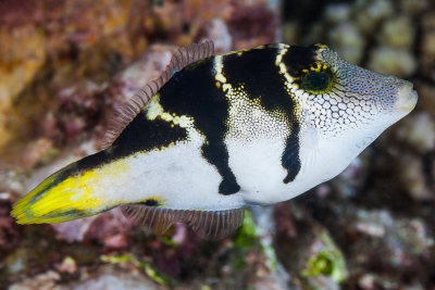 Paraluteres prionurus Monacanthidae