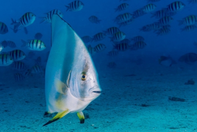 Platax orbiculaire Ephippidae