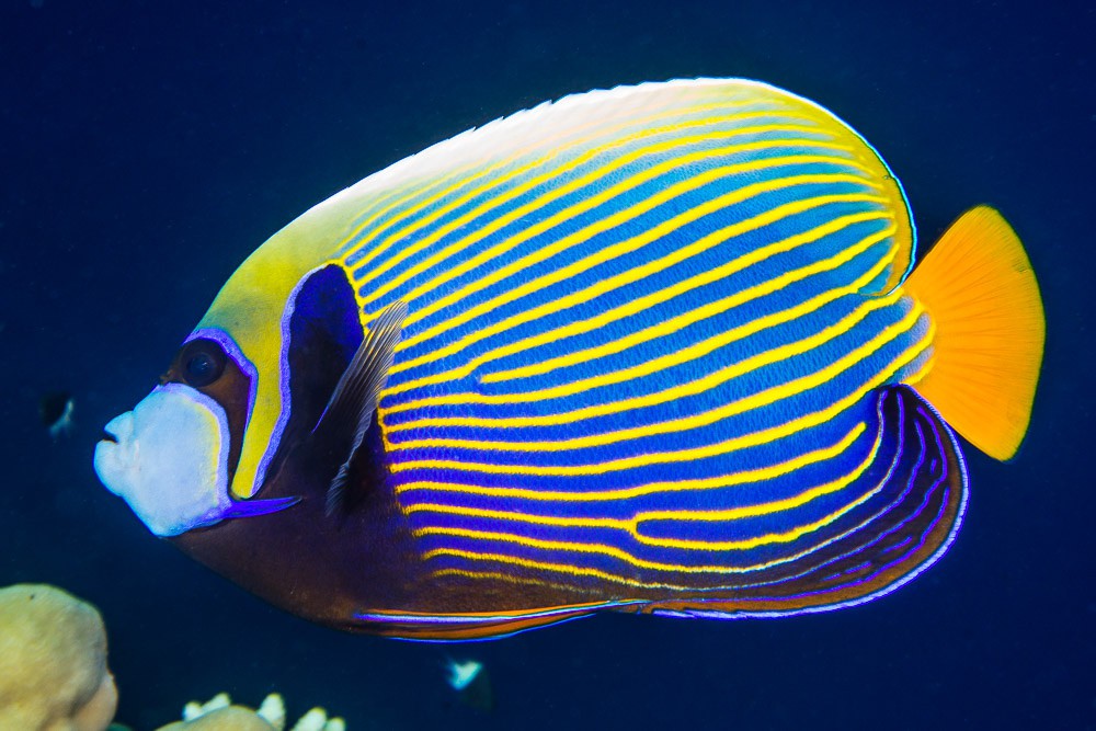 Apolemichthys