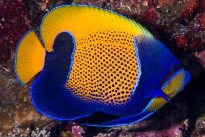 Pomacanthus navarchus Pomacanthidae