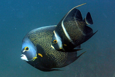 poisson-ange français Pomacanthidae