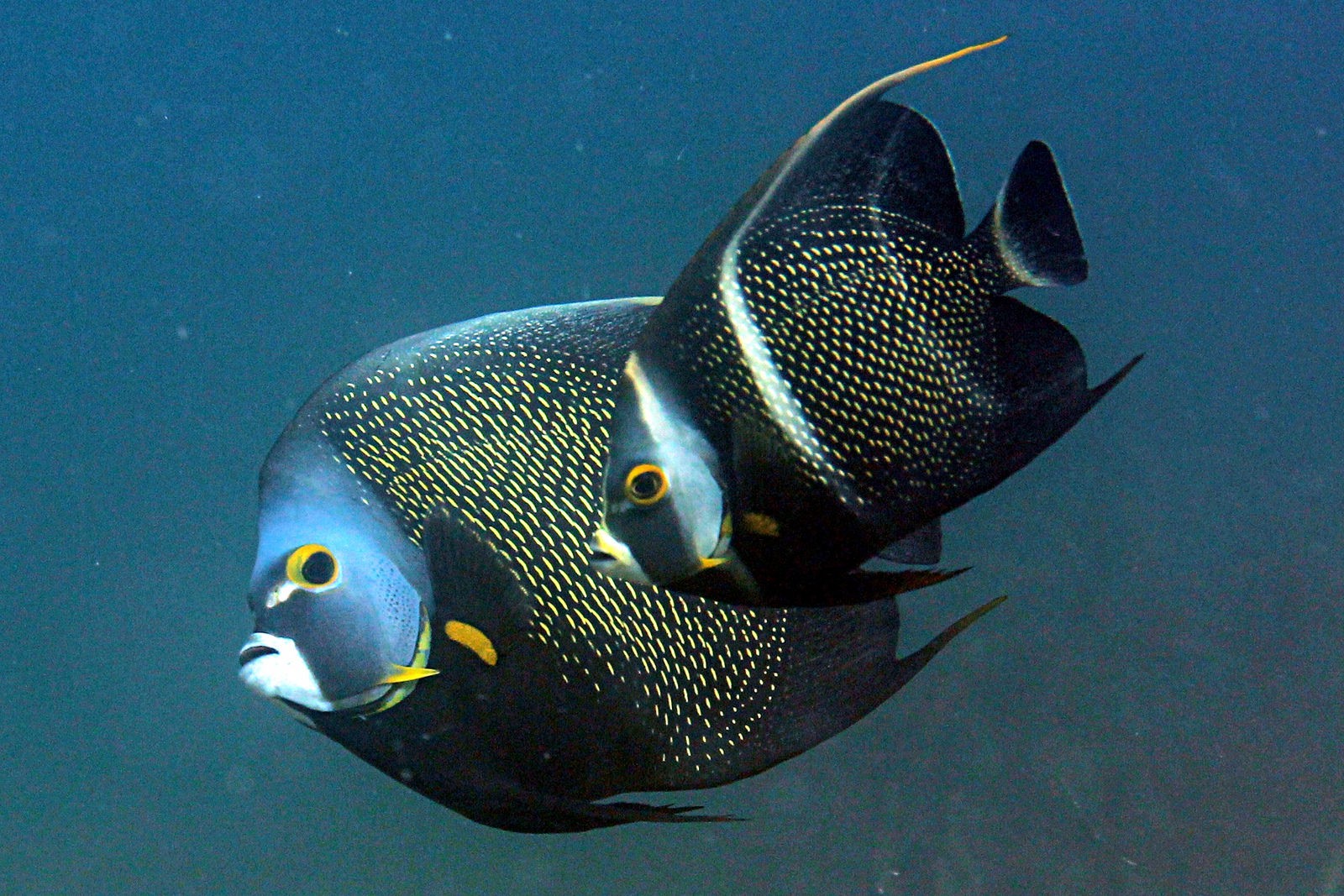 Pomacanthus paru