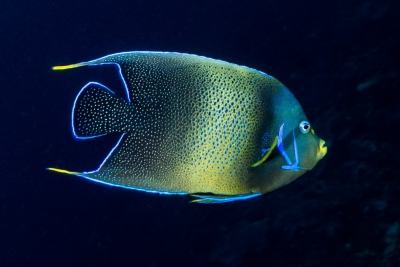 Pomacanthus semicirculatus Pomacanthidae