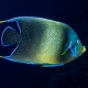 picture of Pomacanthus semicirculatus