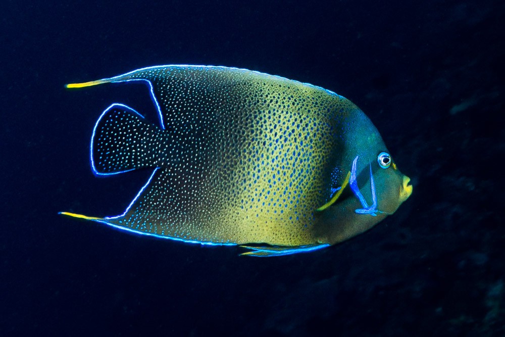 Pomacanthus semicirculatus