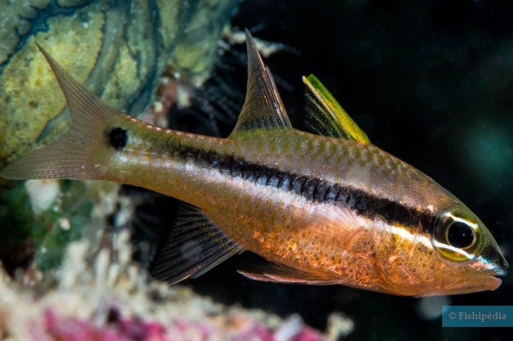 Pristiapogon kallopterus