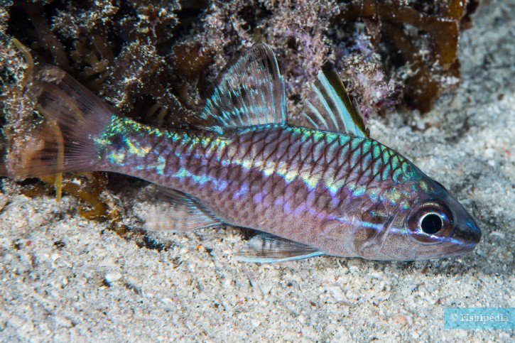 Pristiapogon kallopterus