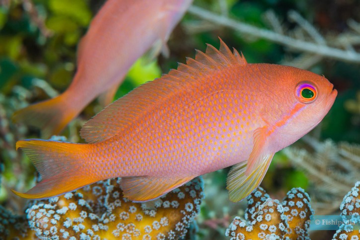Pseudanthias squamipinnis - anthias coda a lira