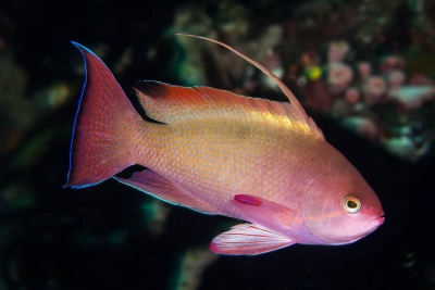 anthias coda a lira Anthiadidae
