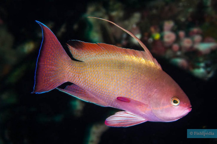 Pseudanthias squamipinnis