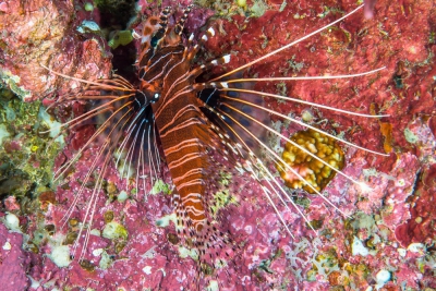 Pterois antennata Scorpaenidae