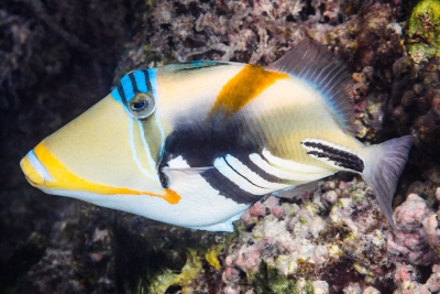 Rhinecanthus aculeatus Balistidae