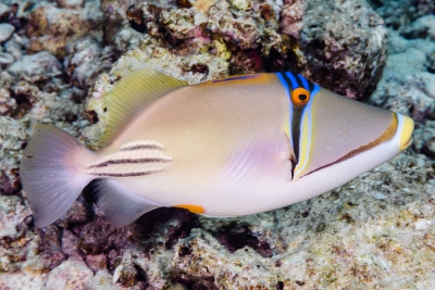 baliste picasso arabe Balistidae