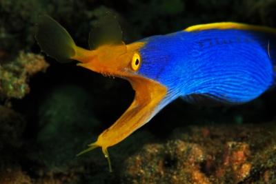 Rhinomuraena quaesita Muraenidae