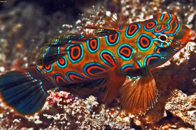 Synchiropus picturatus Callionymidae