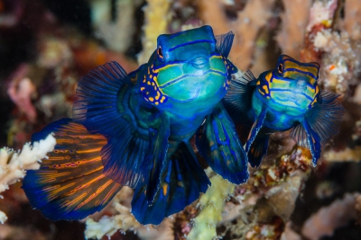 Synchiropus splendidus Callionymidae