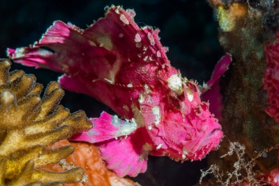 Taenianotus triacanthus Scorpaenidae