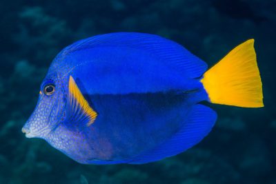 Zebrasoma xanthurum Acanthuridae