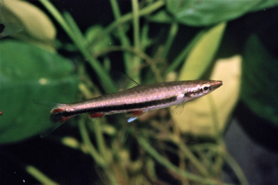 Nannostomus harrisoni Lebiasinidae