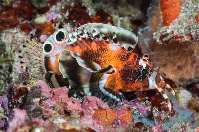 Dendrochirus biocellatus Scorpaenidae