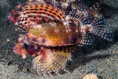 Dendrochirus brachypterus Scorpaenidae