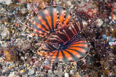 Dendrochirus zebra Scorpaenidae