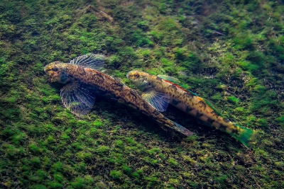 Etheostoma blennioides Percidae