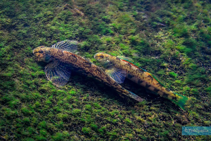 Etheostoma blennioides