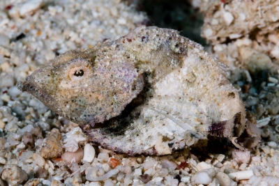 Scorpaenopsis macrochir Scorpaenidae