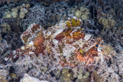 Scorpaenopsis papuensis Scorpaenidae
